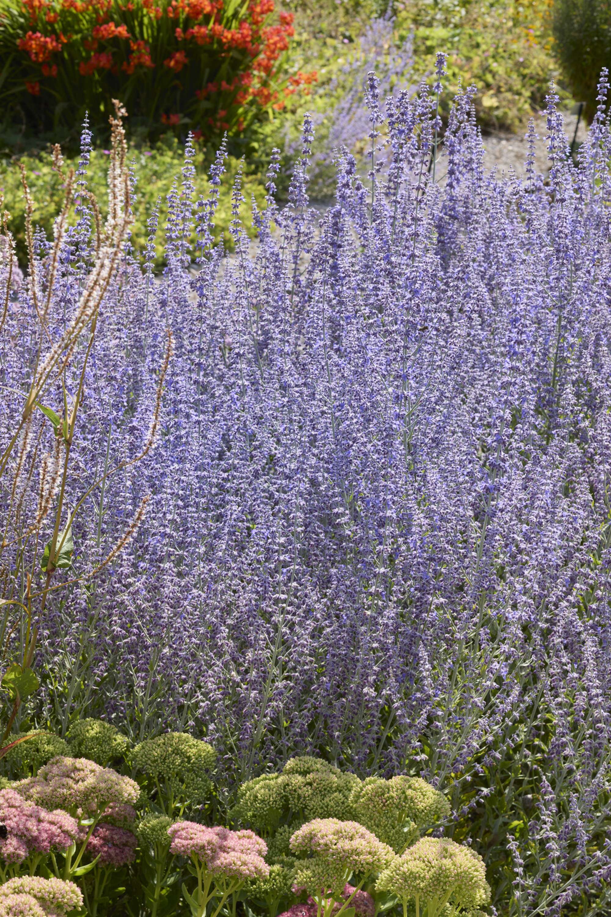 Perovskia 'Little Spire'